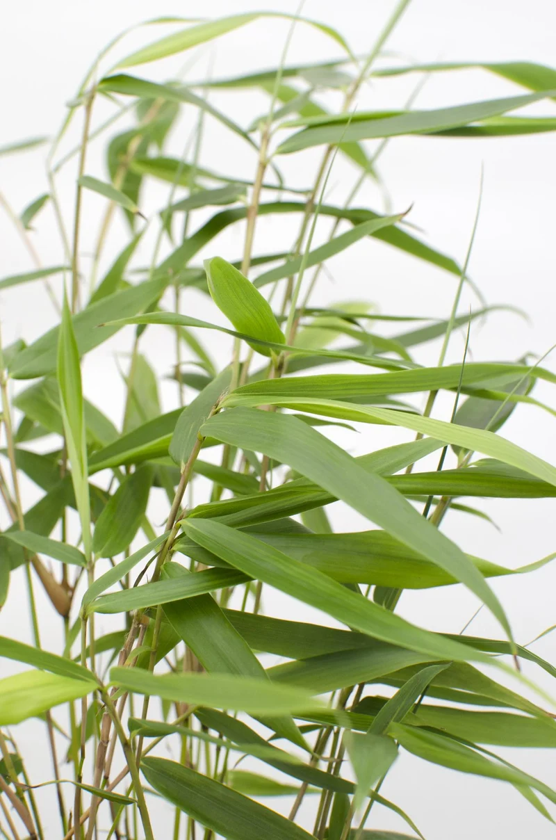 Bambus ‘Pingwu’ – winterharte Fargesia robusta, 14 cm Topf, 40 cm hoch