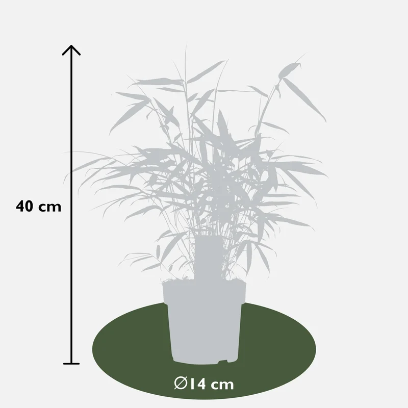 Bambus ‘Pingwu’ – winterharte Fargesia robusta, 14 cm Topf, 40 cm hoch