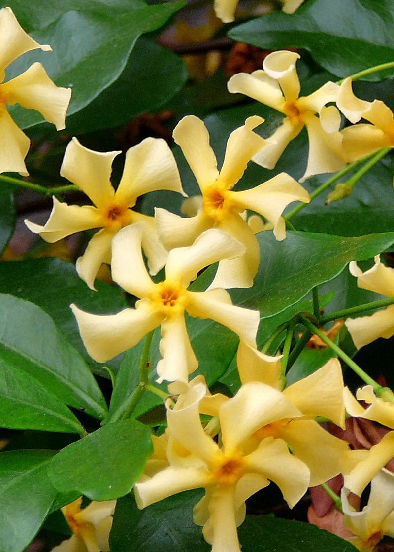 Jasmin ‘Star of Toscana’ – Trachelospermum, immergrün, 15 cm Topf, 65 cm hoch