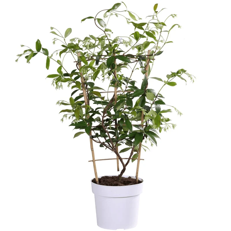 Jasmin ‘Star of Toscana’ – Trachelospermum, immergrün, 15 cm Topf, 65 cm hoch