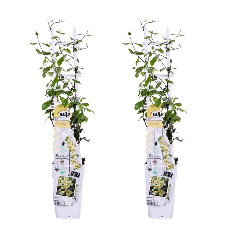 Jasmin ‘Star of Toscana’ – Trachelospermum, immergrün, 15 cm Topf, 65 cm hoch