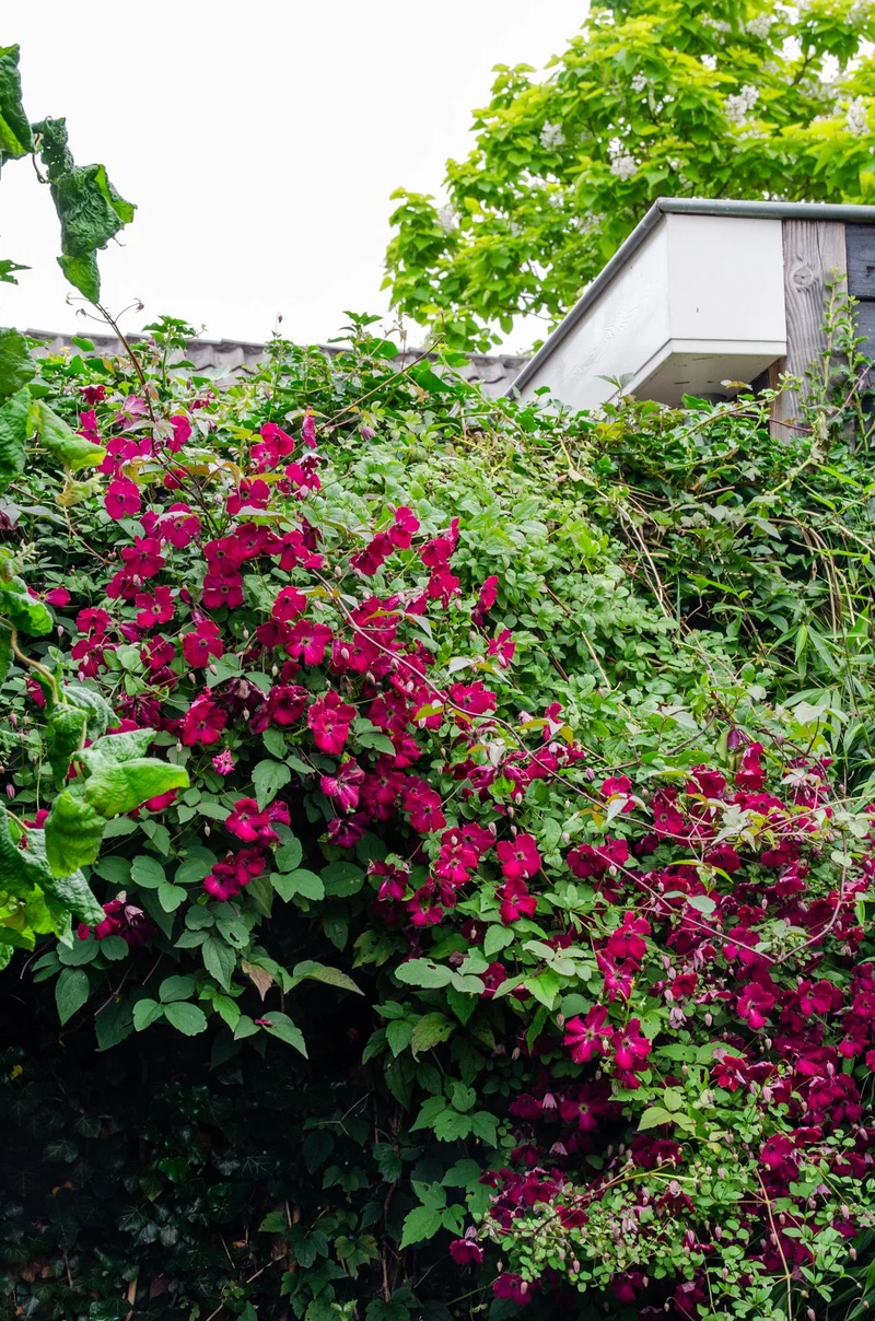 Clematis ‘Hagley Hybrid’ – großblütige Clematis in Rosa, 15 cm Topf, 65 cm hoch