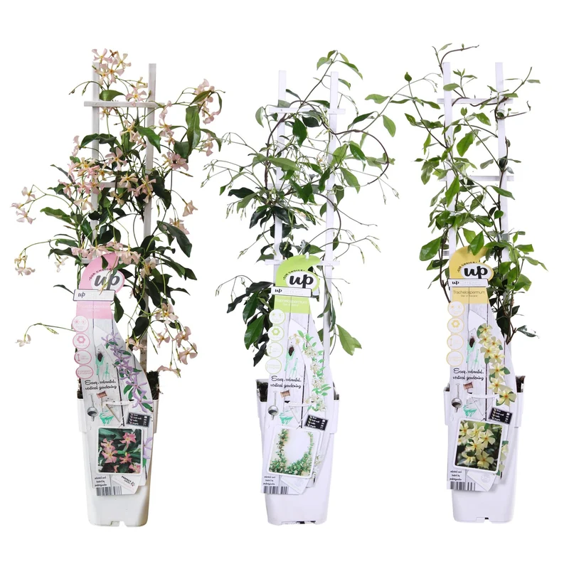 3er Set Trachelospermum Mix – immergrüne Kletterpflanzen, 15 cm Topf, 65 cm hoch