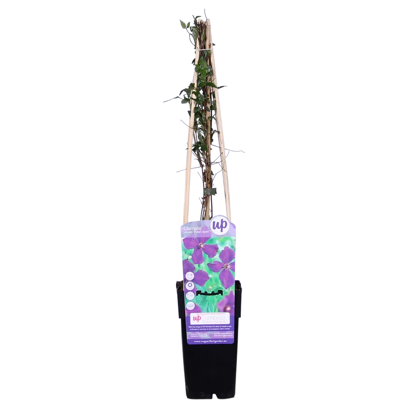 Clematis ‘Polish Spirit’ – kräftig wachsende Sommerblüherin, 15 cm Topf, 65 cm hoch