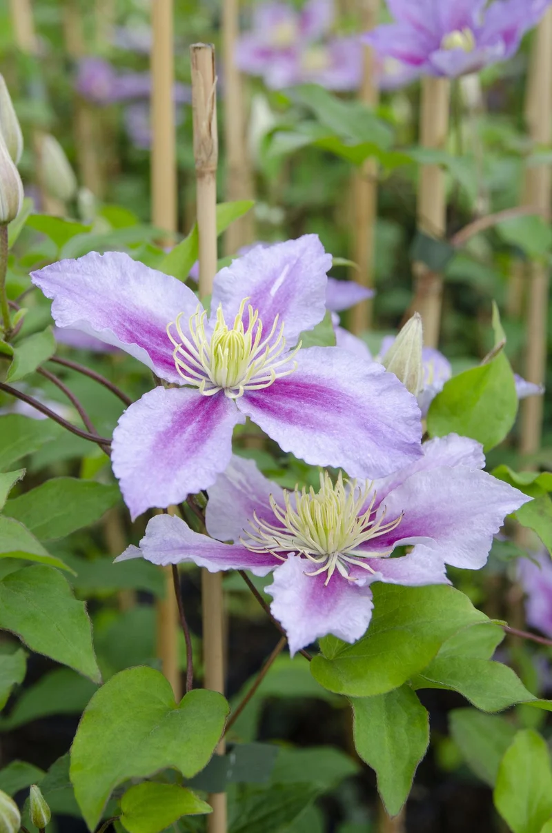 Clematis 'Piilu' – rijkbloeiende klimplant met roze bloemen, potmaat 15 cm, potmaat 65 cm