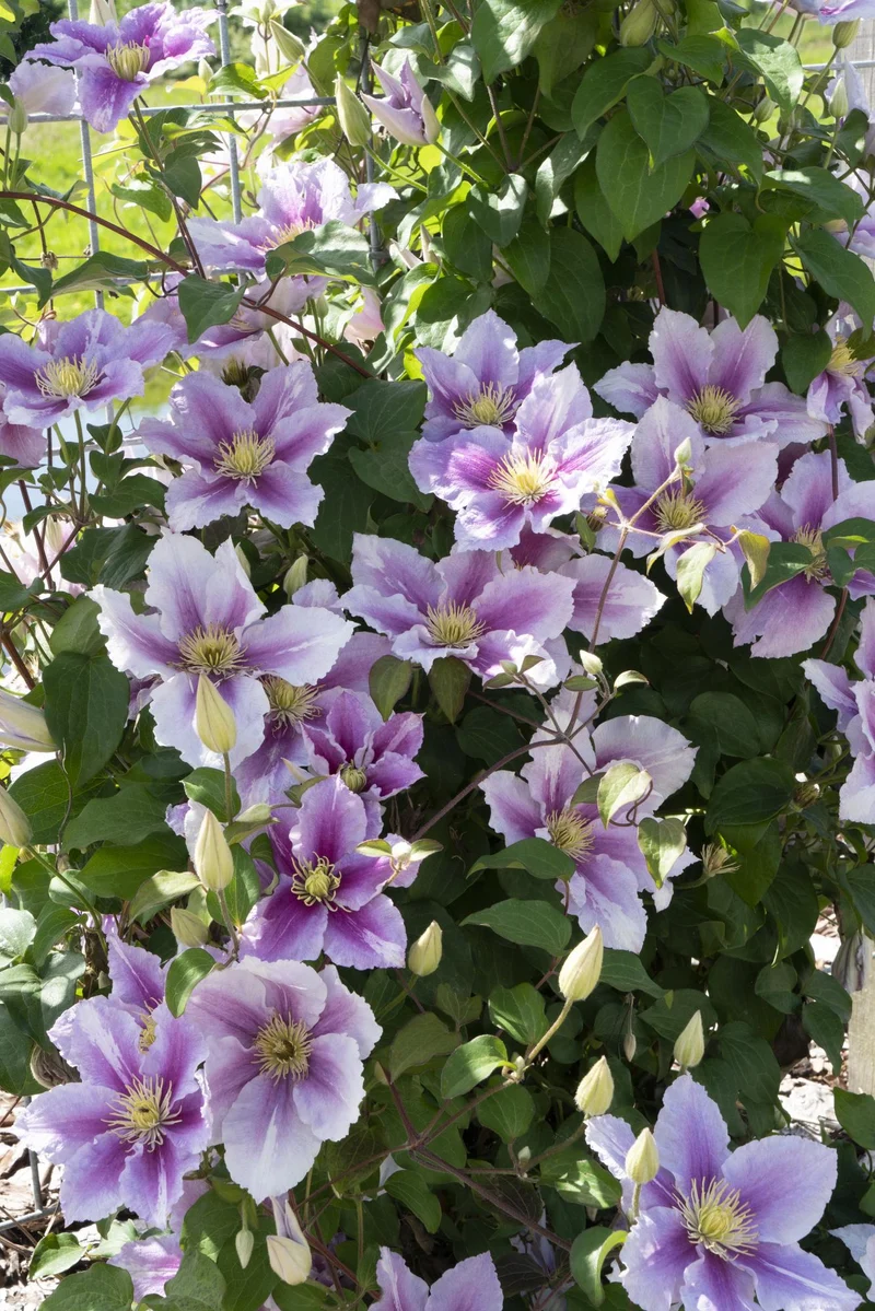 Clematis 'Piilu' – rijkbloeiende klimplant met roze bloemen, potmaat 15 cm, potmaat 65 cm