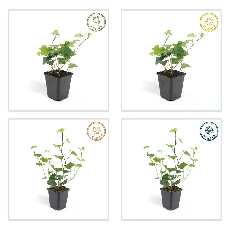 Hedera hibernica – Irischer Efeu, 9 cm Topf, 10–25 cm Höhe
