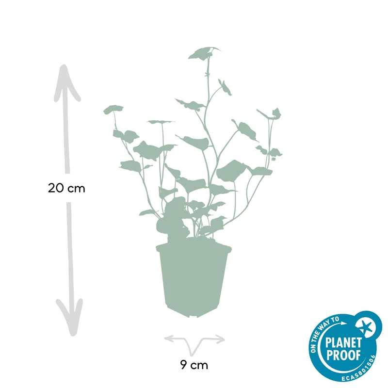 Hedera hibernica – Irischer Efeu, 9 cm Topf, 10–25 cm Höhe