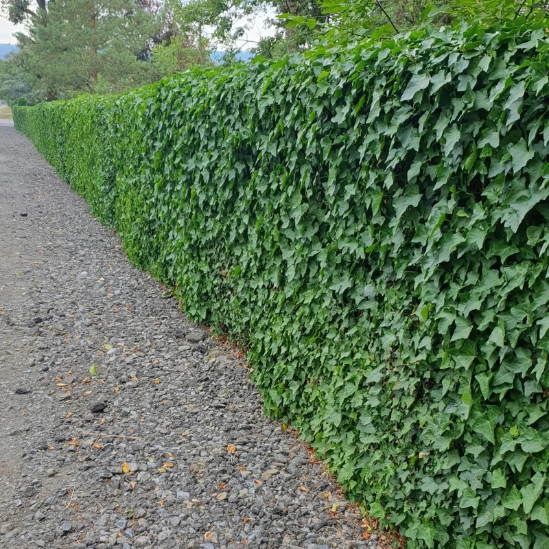 Hedera hibernica – Irischer Efeu, 9 cm Topf, 10–25 cm Höhe