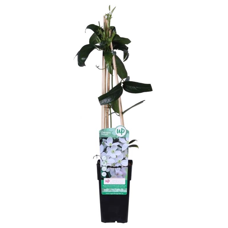 Clematis armandii – immergrüne weiße Kletterpflanze, 15 cm Topf, 65 cm Höhe