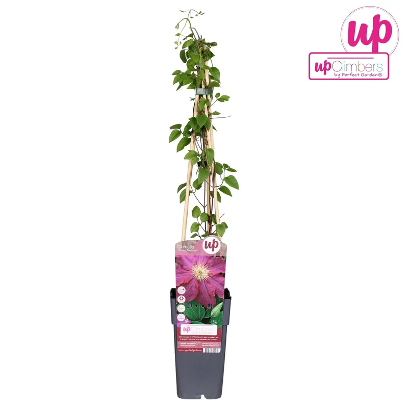 Clematis ‘Ernest Markham’ – sommerblühende Clematis in kräftigem Purpurrot, 15 cm Topf, 65 cm Höhe