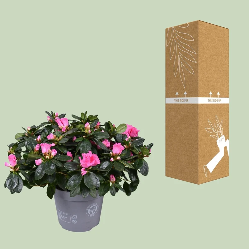 Azalea ‘Rose Vogel’ – kompakte Blütenpflanze, 14 cm Topf, 30 cm Höhe