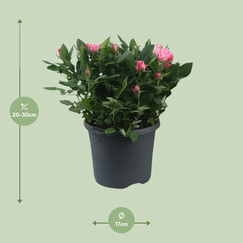 Rosa ‘Jewel Patio Sparkling’ – kompakte Topfrose, 17 cm Topf, 30 cm Höhe
