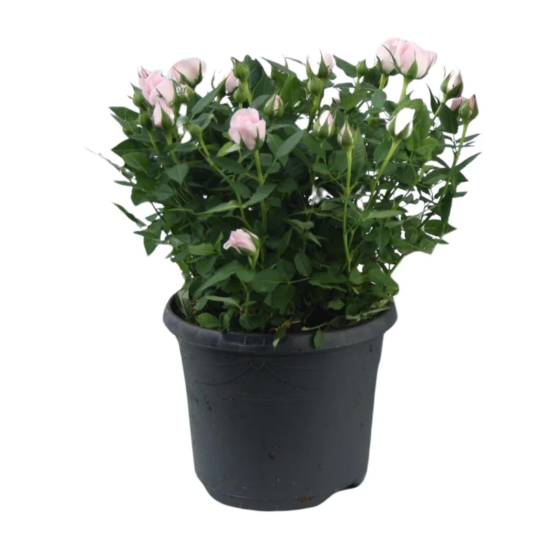 Zwergrose ‘Jewel Patio Baby’ – rosa blühend, 17 cm Topf, 30 cm hoch
