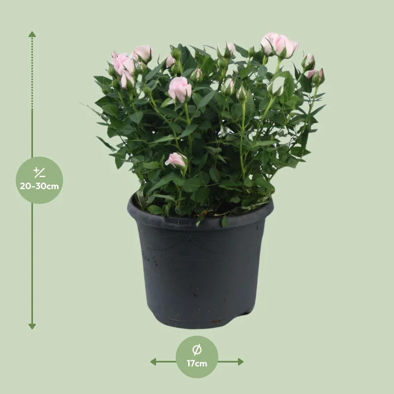 Zwergrose ‘Jewel Patio Baby’ – rosa blühend, 17 cm Topf, 30 cm hoch
