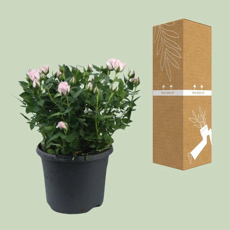 Zwergrose ‘Jewel Patio Baby’ – rosa blühend, 17 cm Topf, 30 cm hoch