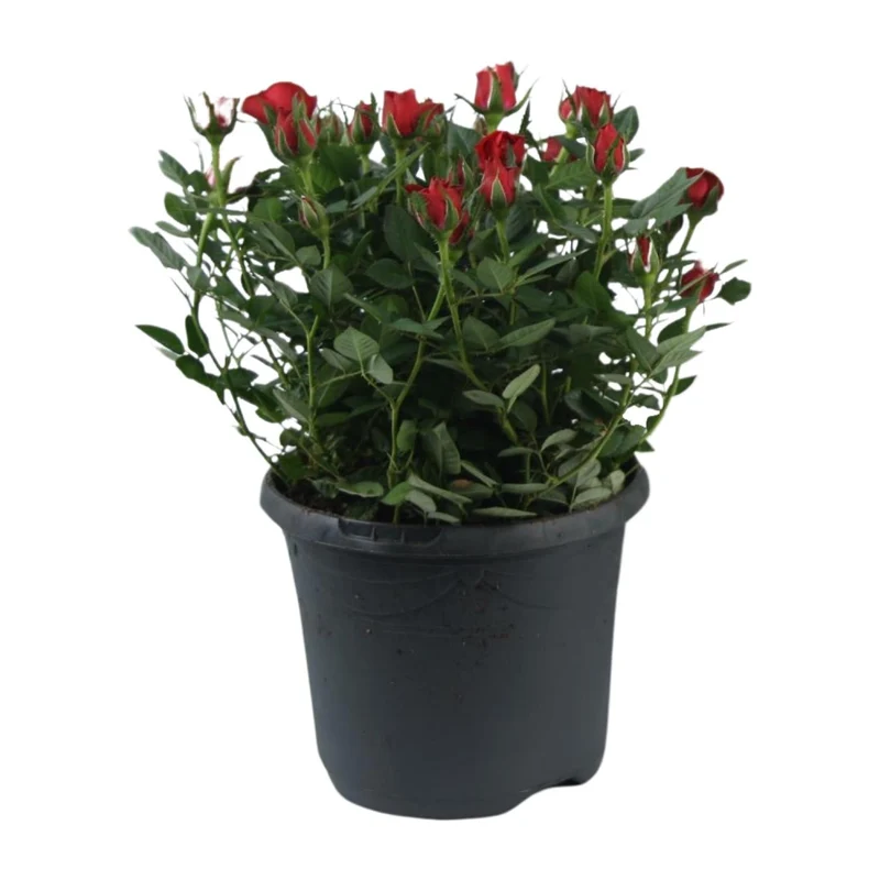 'Jewel Patio Hot' rose – rigelig blomstring, 17 cm potte, 30 cm høj