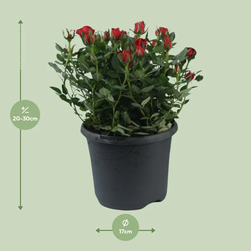 'Jewel Patio Hot' rose – rigelig blomstring, 17 cm potte, 30 cm høj