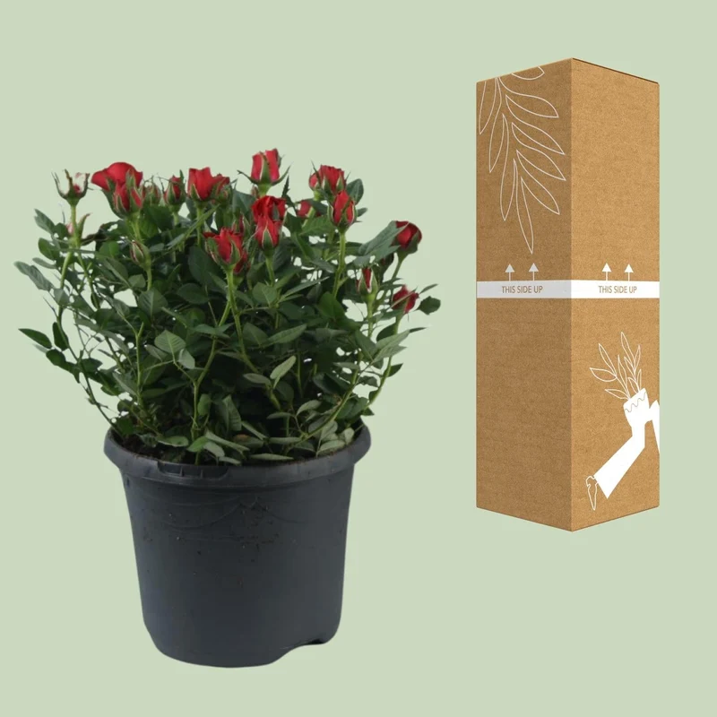 'Jewel Patio Hot' rose – rigelig blomstring, 17 cm potte, 30 cm høj