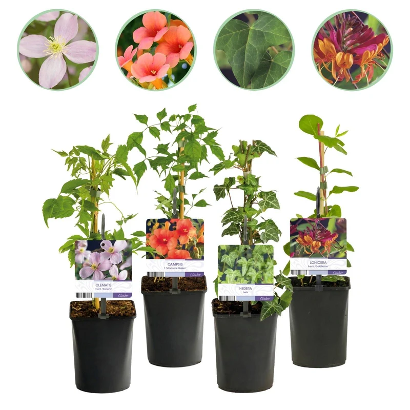 Kletterpflanzen Rainbow – 4 farbenfrohe Sorten für Garten & Terrasse, Topf 11 cm, 40 cm hoch