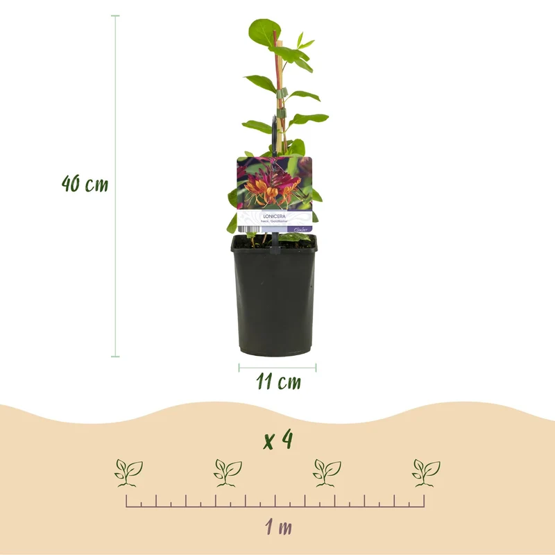 Kletterpflanzen Rainbow – 4 farbenfrohe Sorten für Garten & Terrasse, Topf 11 cm, 40 cm hoch