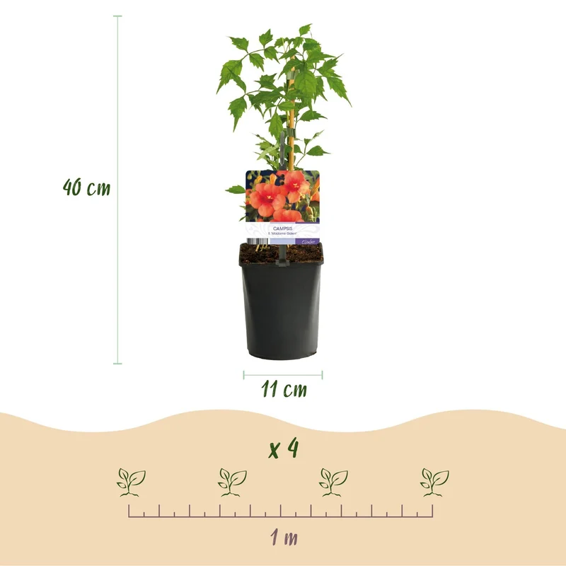 Kletterpflanzen Rainbow – 4 farbenfrohe Sorten für Garten & Terrasse, Topf 11 cm, 40 cm hoch