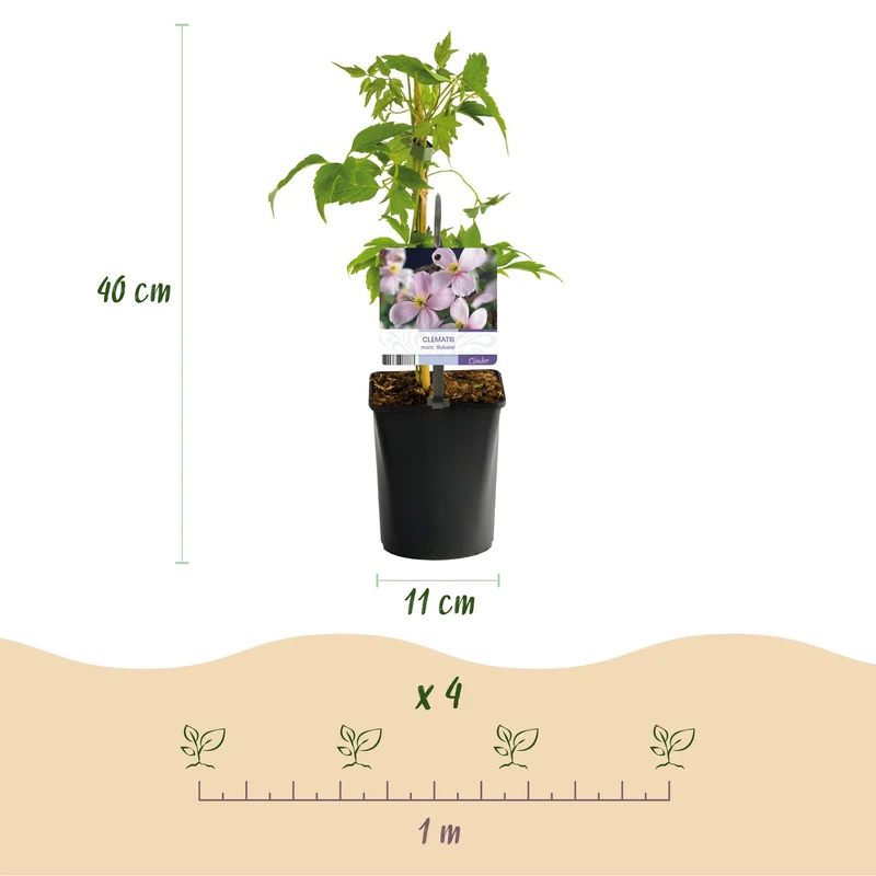 Kletterpflanzen Rainbow – 4 farbenfrohe Sorten für Garten & Terrasse, Topf 11 cm, 40 cm hoch