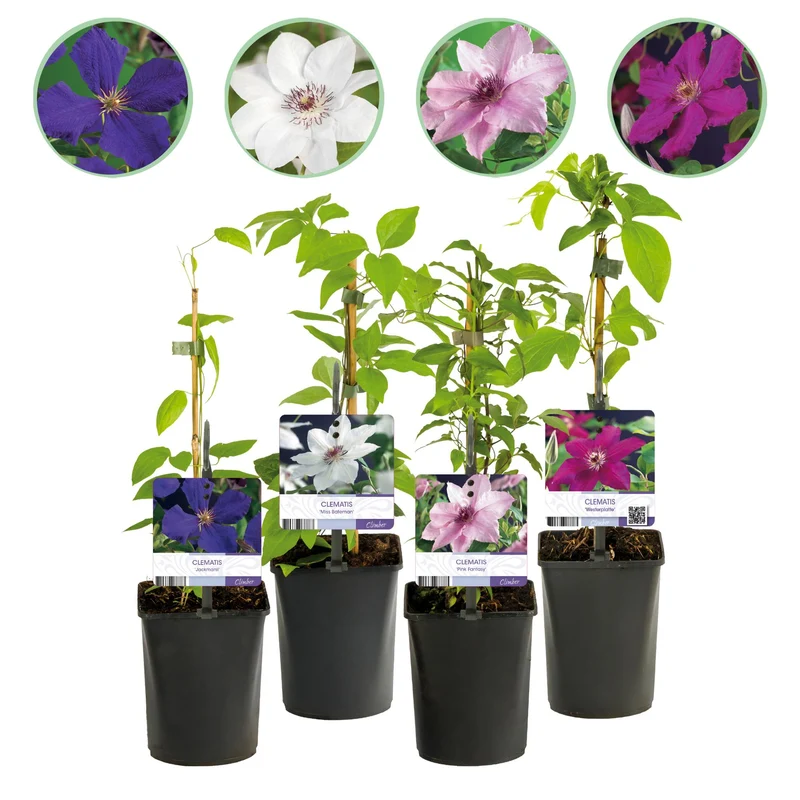 Kletterpflanze Clematis ‘Rainbow’ – mehrfarbig blühend, 4 Pflanzen, Topf 11 cm, Höhe 40 cm