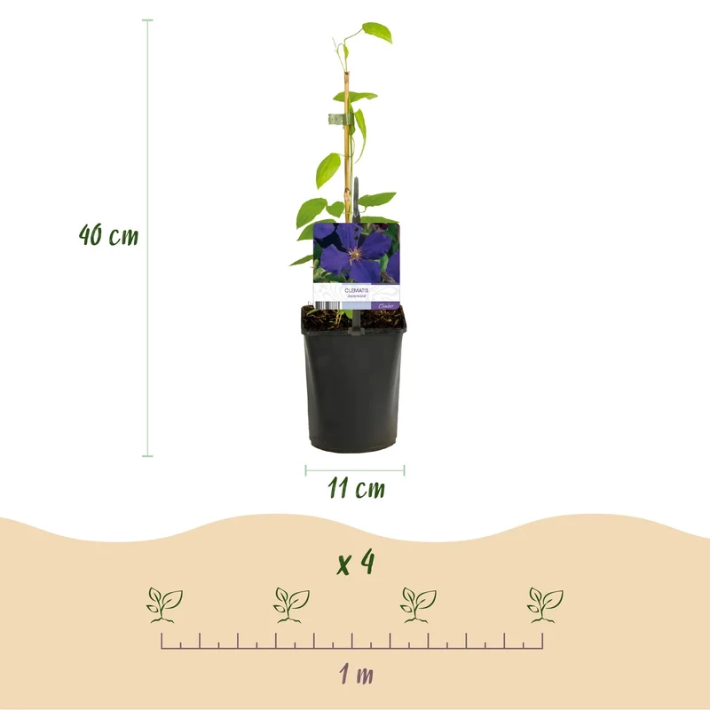 Kletterpflanze Clematis ‘Rainbow’ – mehrfarbig blühend, 4 Pflanzen, Topf 11 cm, Höhe 40 cm