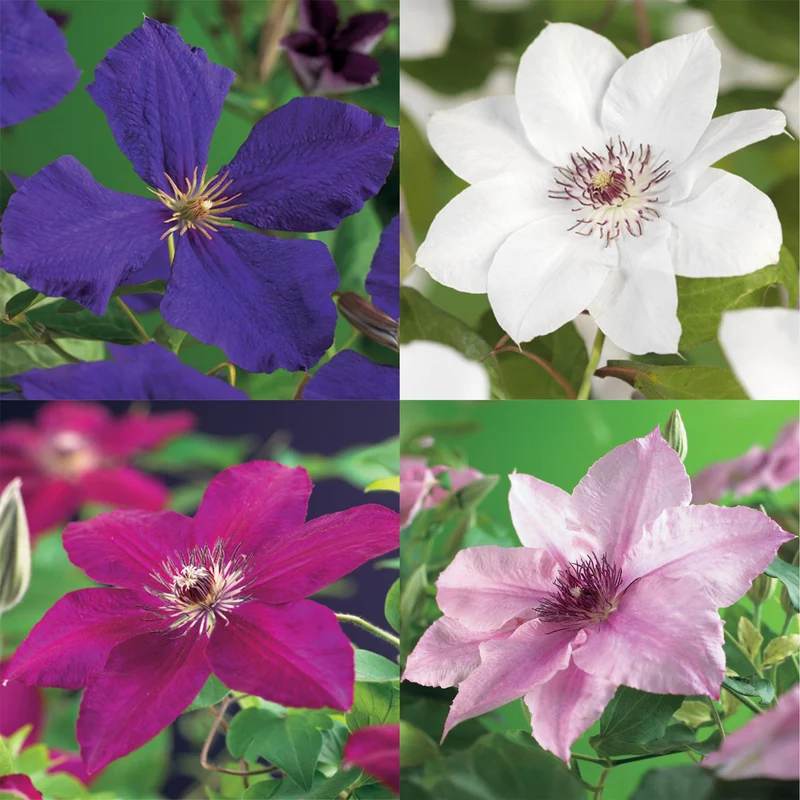 Kletterpflanze Clematis ‘Rainbow’ – mehrfarbig blühend, 4 Pflanzen, Topf 11 cm, Höhe 40 cm