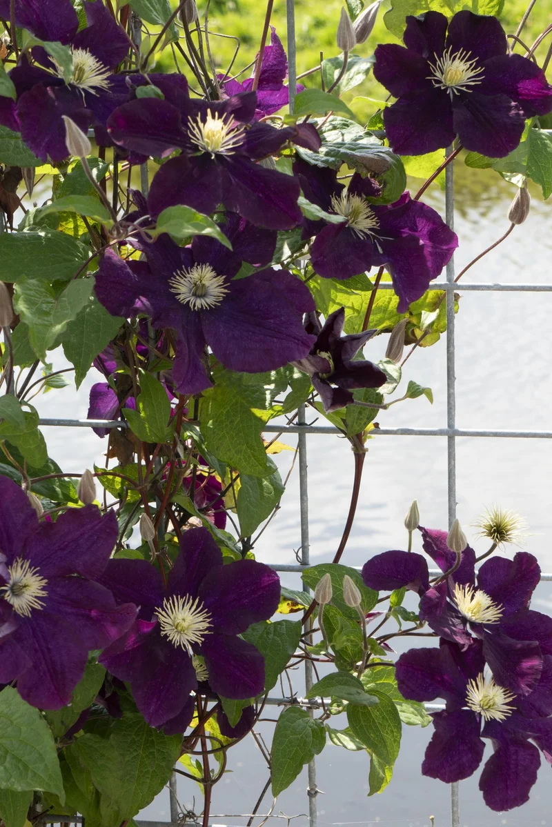 Clematis ‘Warszawska Nike’ – tiefviolette Blüten, 15 cm Topf, 65 cm Höhe