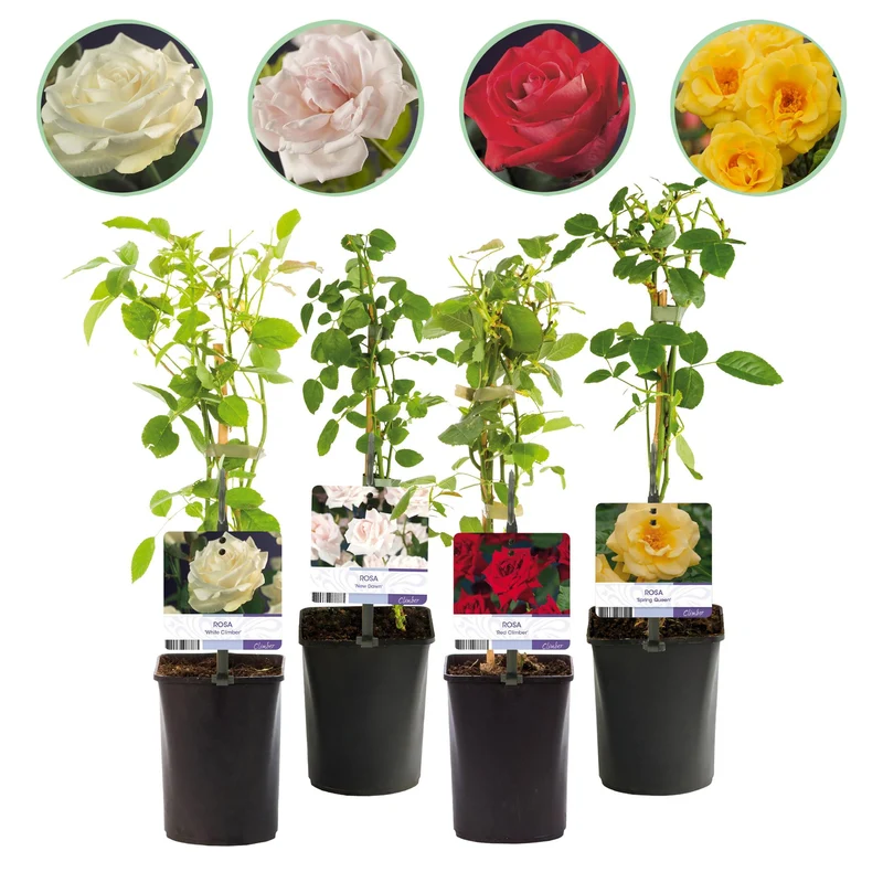 ’Rosa Rainbow’ Kletterrose – mehrfarbige Blüten in Rosa, Weiß, Gelb und Rot, 4 Pflanzen im 11 cm Topf