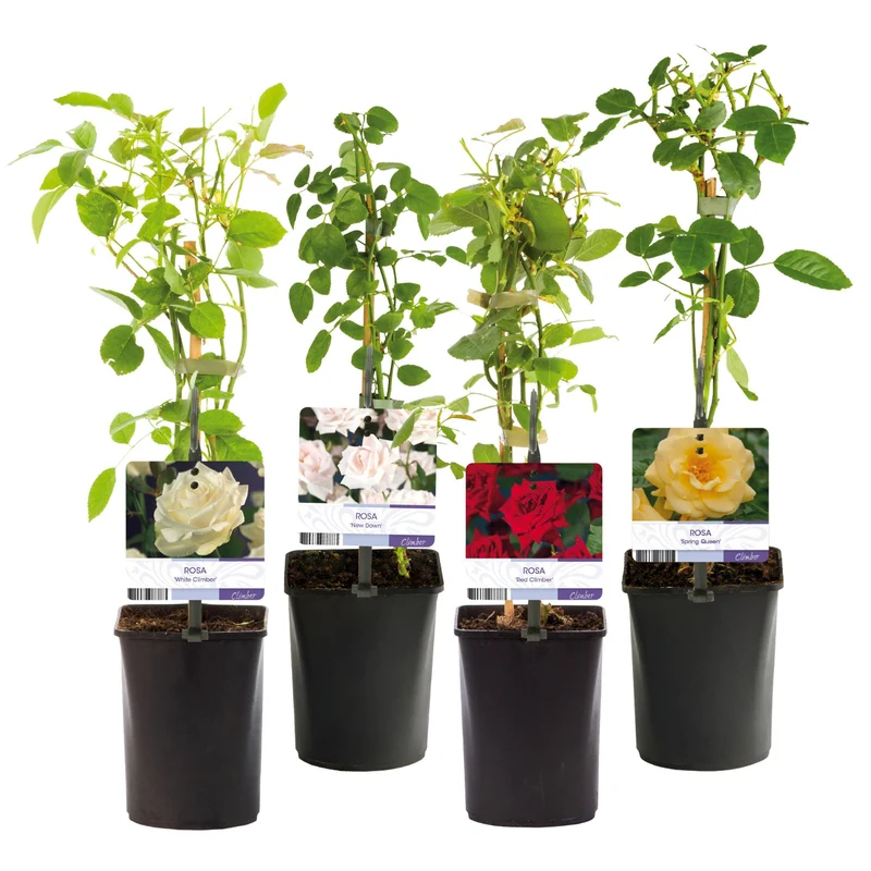 ’Rosa Rainbow’ Kletterrose – mehrfarbige Blüten in Rosa, Weiß, Gelb und Rot, 4 Pflanzen im 11 cm Topf