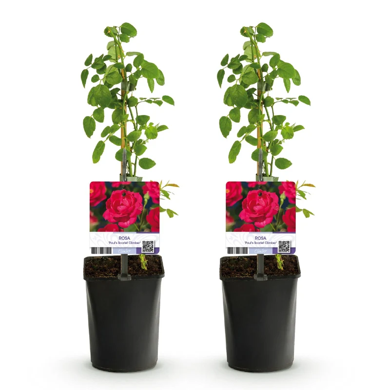 Kletterrose ‘Paul Scarlet Climber’ – robust, pflegeleicht, 2 Pflanzen, Topf 11 cm, 40 cm hoch