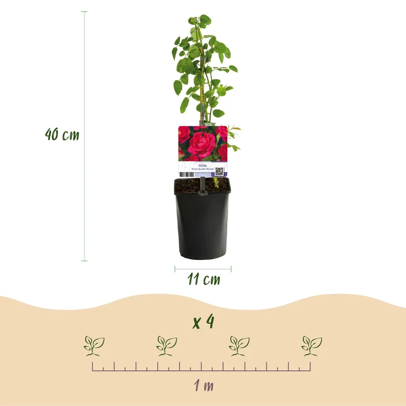 Kletterrose ‘Paul Scarlet Climber’ – robust, pflegeleicht, 2 Pflanzen, Topf 11 cm, 40 cm hoch