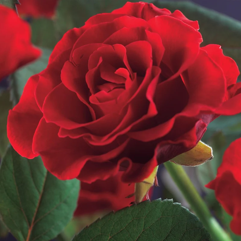 Kletterrose ‘Paul Scarlet Climber’ – robust, pflegeleicht, 2 Pflanzen, Topf 11 cm, 40 cm hoch