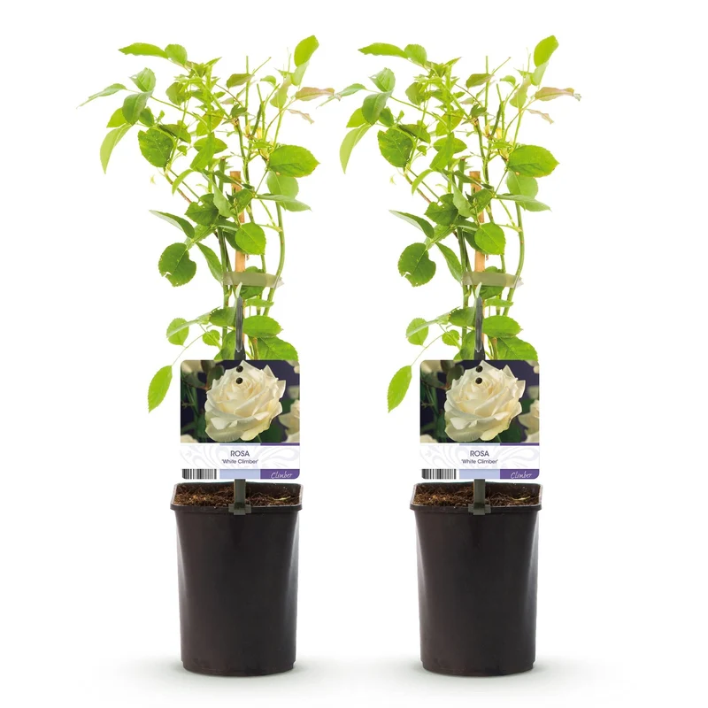Kletterrose ‘White Climber’ – weiße Blüte, pflegeleicht, 2 Pflanzen im 11 cm Topf, 40 cm hoch