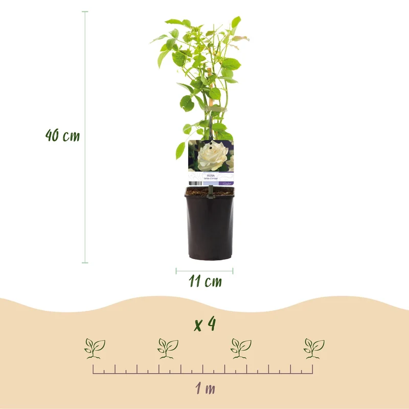 Kletterrose ‘White Climber’ – weiße Blüte, pflegeleicht, 2 Pflanzen im 11 cm Topf, 40 cm hoch