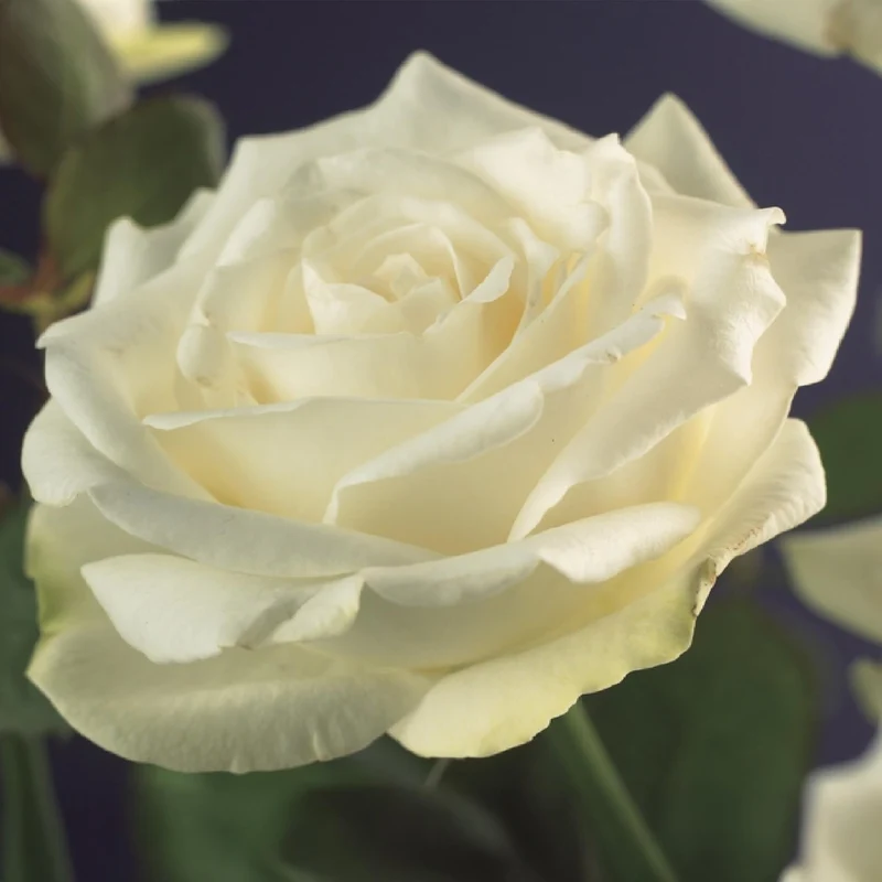 Kletterrose ‘White Climber’ – weiße Blüte, pflegeleicht, 2 Pflanzen im 11 cm Topf, 40 cm hoch