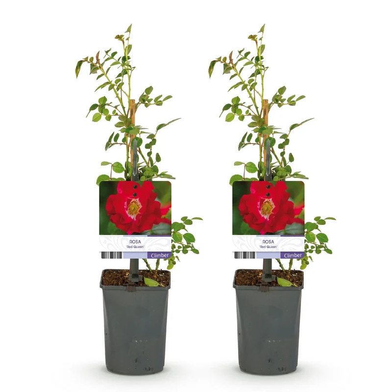 Rosa ‘Red Queen’ – pflegeleichte Kletterrose mit roten Blüten, 2 Pflanzen, 11 cm Topf, 40 cm Höhe