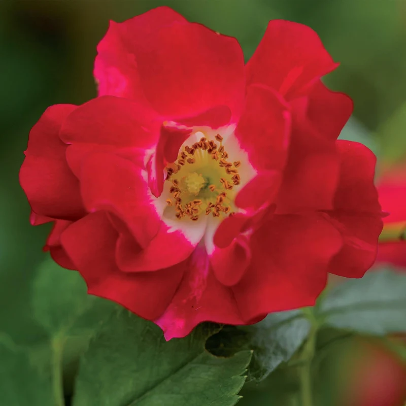 Rosa ‘Red Queen’ – pflegeleichte Kletterrose mit roten Blüten, 2 Pflanzen, 11 cm Topf, 40 cm Höhe