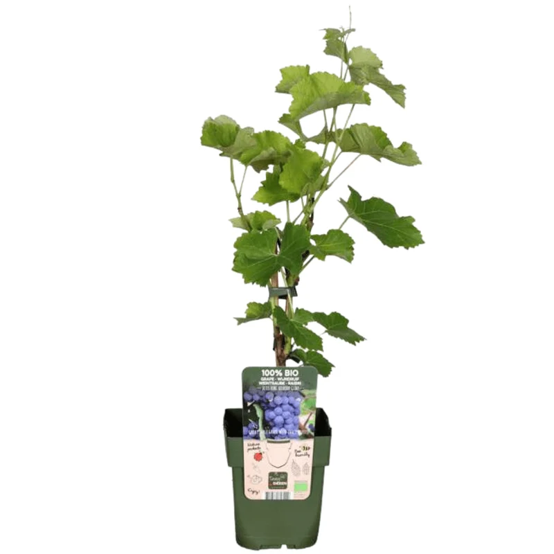 Weinrebe (Bio) – 13 cm Topf, 20 cm Höhe