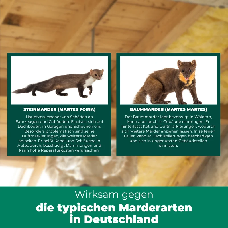 Marder-Stopp Spray: Hochwirksamer Marderschutz für dein Auto und Zuhause