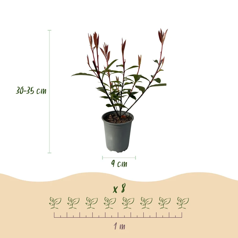 Photinia Fraseri ‘Carré Rouge’ – Glanzmispel, 8 Pflanzen - 9 cm Topf, 30–35 cm hoch
