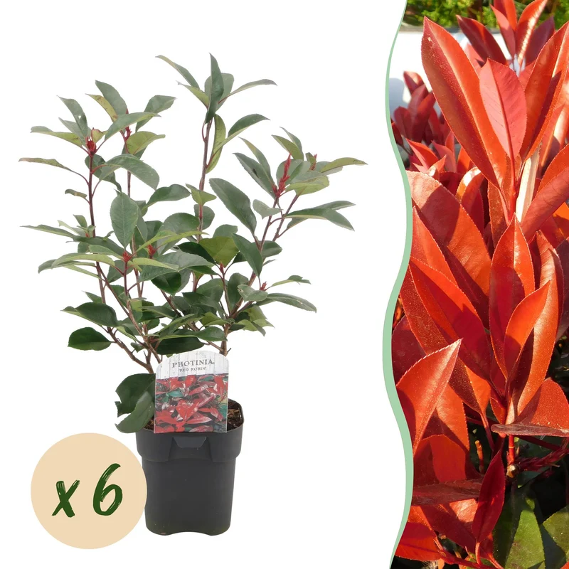 Photinia Fraseri ‘Red Robin’ – Glanzmispel, immergrün, 6 Pflanzen – 17 cm Topf, 50 cm hoch