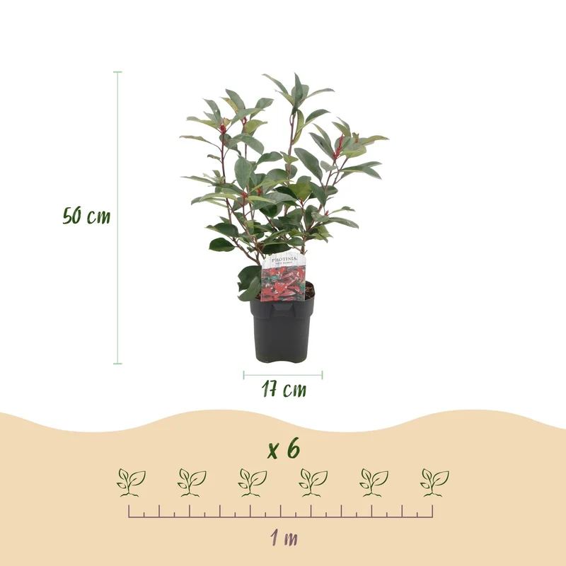 Photinia Fraseri ‘Red Robin’ – Glanzmispel, immergrün, 6 Pflanzen – 17 cm Topf, 50 cm hoch
