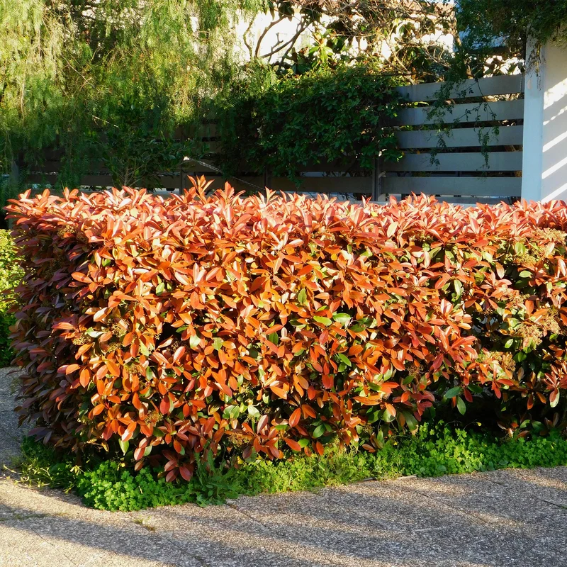 Photinia Fraseri ‘Red Robin’ – Glanzmispel, immergrün, 6 Pflanzen – 17 cm Topf, 50 cm hoch