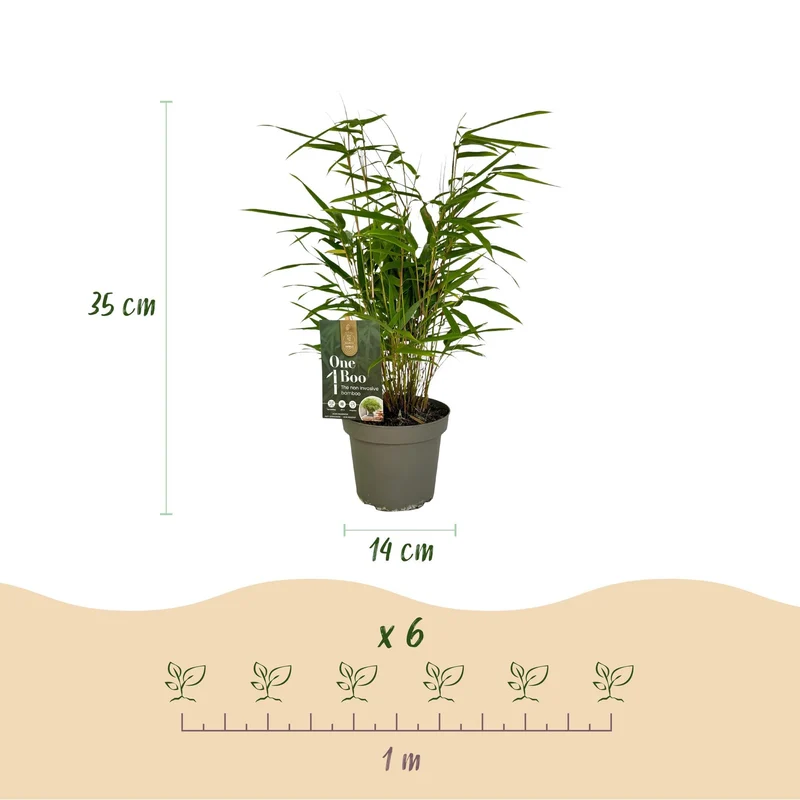 Fargesia rufa – Bambus, grün, immergrün, im 14 cm Topf, 35 cm hoch