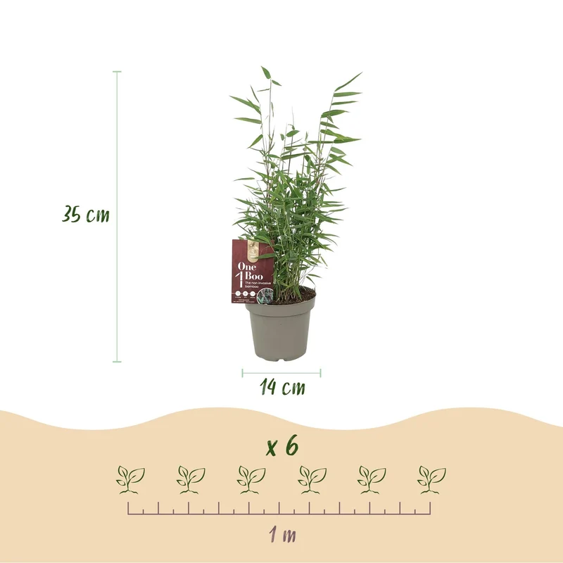 Fargesia ‘Red Dragon’ – Gartenbambus, immergrün & nicht ausbreitend - 14 cm Topf, 35 cm hoch