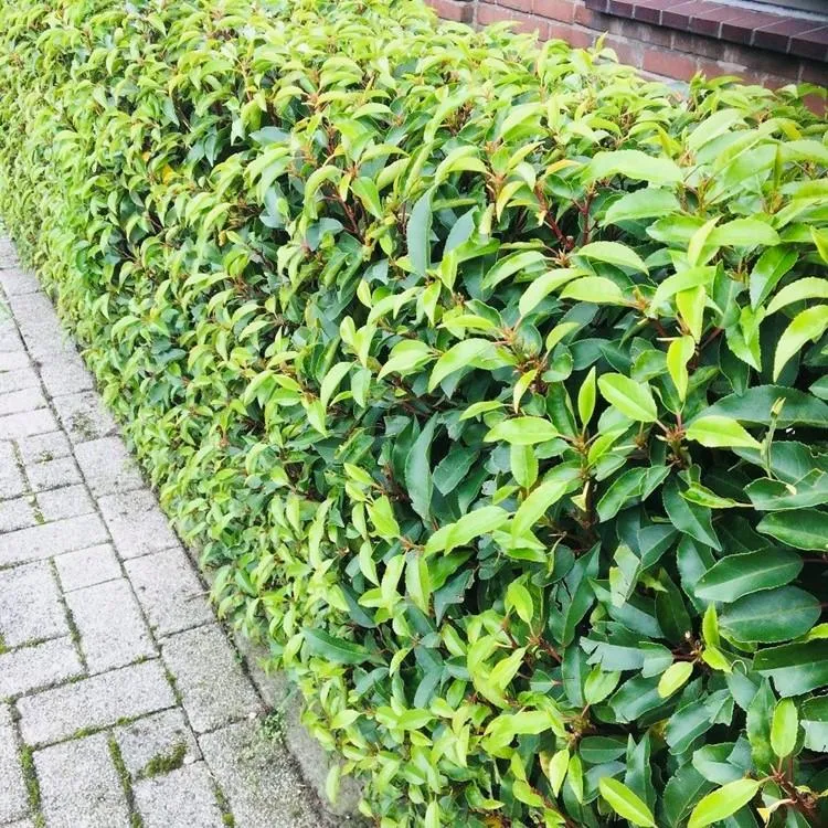 Prunus Lusitanica ‘Angustifolia’ – Portugiesische Lorbeerkirsche